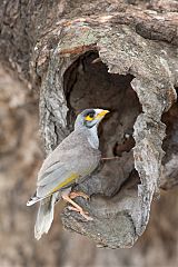 Noisy Miner